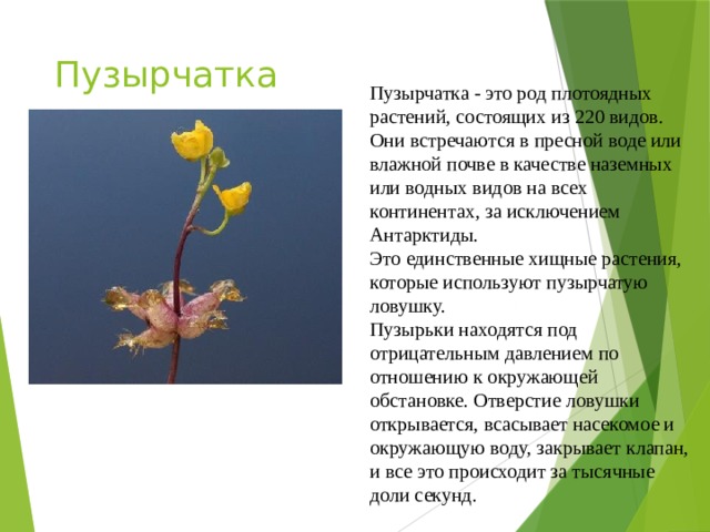 Пузырчатка Пузырчатка - это род плотоядных растений, состоящих из 220 видов. Они встречаются в пресной воде или влажной почве в качестве наземных или водных видов на всех континентах, за исключением Антарктиды. Это единственные хищные растения, которые используют пузырчатую ловушку. Пузырьки находятся под отрицательным давлением по отношению к окружающей обстановке. Отверстие ловушки открывается, всасывает насекомое и окружающую воду, закрывает клапан, и все это происходит за тысячные доли секунд.     