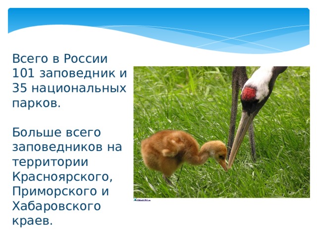 Всего в России 101 заповедник и 35 национальных парков. Больше всего заповедников на территории Красноярского, Приморского и Хабаровского краев. 