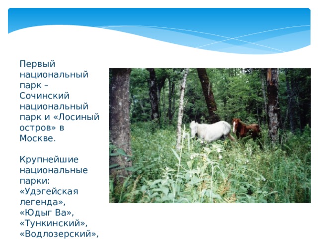 Первый национальный парк – Сочинский национальный парк и «Лосиный остров» в Москве. Крупнейшие национальные парки: «Удэгейская легенда», «Юдыг Ва», «Тункинский», «Водлозерский», Шорский. 
