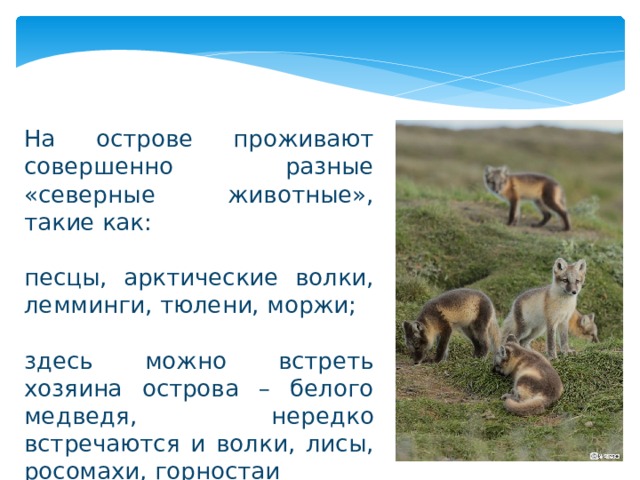 На острове проживают совершенно разные «северные животные», такие как: песцы, арктические волки, лемминги, тюлени, моржи; здесь можно встреть хозяина острова – белого медведя, нередко встречаются и волки, лисы, росомахи, горностаи 
