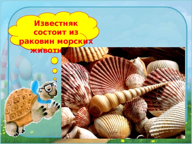 Известняк состоит из раковин морских животных. 