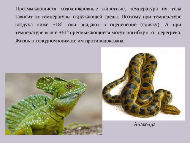 Пресмыкающиеся холоднокровные животные, температура их тела зависит от температуры окружающей среды. Поэтому при температуре воздуха ниже +18º  они впадают в оцепенение (спячку). А при температуре выше +51º пресмыкающиеся могут погибнуть от перегрева. Жизнь в холодном климате им противопоказана.  Анаконда 
