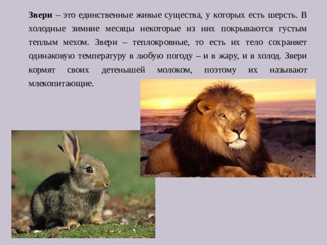 Звери – это единственные живые существа, у которых есть шерсть. В холодные зимние месяцы некоторые из них покрываются густым теплым мехом. Звери – теплокровные, то есть их тело сохраняет одинаковую температуру в любую погоду – и в жару, и в холод. Звери кормят своих детенышей молоком, поэтому их называют млекопитающие. 