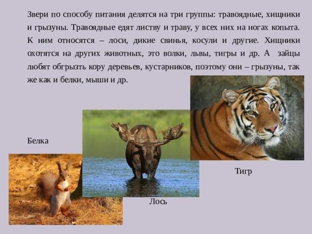 Звери по способу питания делятся на три группы: травоядные, хищники и грызуны. Травоядные едят листву и траву, у всех них на ногах копыта. К ним относятся – лоси, дикие свинья, косули и другие. Хищники охотятся на других животных, это волки, львы, тигры и др. А зайцы любят обгрызть кору деревьев, кустарников, поэтому они – грызуны, так же как и белки, мыши и др. Белка  Тигр  Лось 