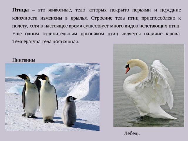 Птицы – это животные, тело которых покрыто перьями и передние конечности изменены в крылья. Строение тела птиц приспособлено к полёту, хотя в настоящее время существует много видов нелетающих птиц. Ещё одним отличительным признаком птиц является наличие клюва. Температура тела постоянная. Пингвины  Лебедь 