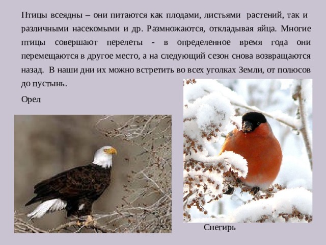 Птицы всеядны – они питаются как плодами, листьями растений, так и различными насекомыми и др. Размножаются, откладывая яйца. Многие птицы совершают перелеты - в определенное время года они перемещаются в другое место, а на следующий сезон снова возвращаются назад.  В наши дни их можно встретить во всех уголках Земли, от полюсов до пустынь. Орел  Снегирь 