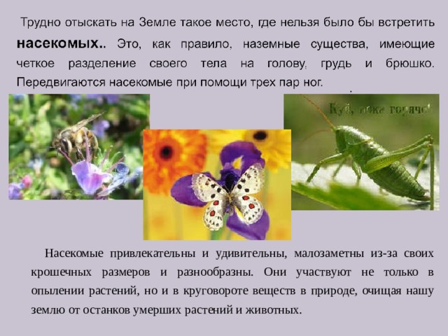 .  Насекомые привлекательны и удивительны, малозаметны из-за своих крошечных размеров и разнообразны. Они участвуют не только в опылении растений, но и в круговороте веществ в природе, очищая нашу землю от останков умерших растений и животных. 