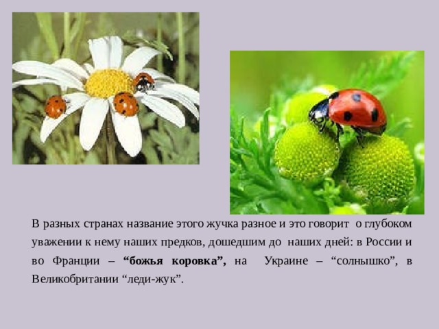 В разных странах название этого жучка разное и это говорит о глубоком уважении к нему наших предков, дошедшим до наших дней: в России и во Франции – “божья коровка”, на Украине – “солнышко”, в Великобритании “леди-жук”. 
