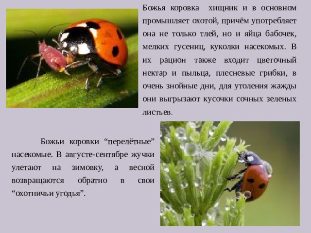 Божья коровка хищник и в основном промышляет охотой, причём употребляет она не только тлей, но и яйца бабочек, мелких гусениц, куколки насекомых. В их рацион также входит цветочный нектар и пыльца, плесневые грибки, в очень знойные дни, для утоления жажды они выгрызают кусочки сочных зеленых листьев .  Божьи коровки “перелётные” насекомые. В августе-сентябре жучки улетают на зимовку, а весной возвращаются обратно в свои “охотничьи угодья”. 