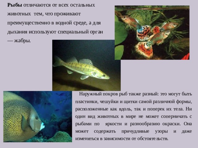 Рыбы отличаются от всех остальных животных тем, что проживают преимущественно в водной среде, а для дыхания используют специальный орган — жабры .  Наружный покров рыб также разный: это могут быть пластинки, чешуйки и щитки самой различной формы, расположенные как вдоль, так и поперек их тела. Ни один вид животных в мире не может соперничать с рыбами по яркости и разнообразию окраски. Она может содержать причудливые узоры и даже изменяться в зависимости от обстоятельств. 