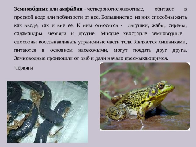 Земново́дные  или  амфи́бии  - четвероногие животные, обитают в пресной воде или поблизости от нее. Большинство из них способны жить как вводе, так и вне ее. К ним относятся - лягушки, жабы, сирены, саламандры, червяги и другие. Многие хвостатые земноводные способны восстанавливать утраченные части тела. Являются хищниками, питаются в основном насекомыми, могут поедать друг друга. Земноводные произошли от рыб и дали начало пресмыкающимся. Червяги  л Лягушка 