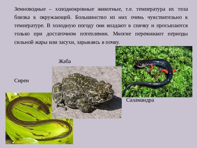 Земноводные – холоднокровные животные, т.е. температура их тела близка к окружающей. Большинство из них очень чувствительно к температуре. В холодную погоду они впадают в спячку и просыпаются только при достаточном потеплении. Многие переживают периоды сильной жары или засухи, зарываясь в почву.  Жаба Сирен  Саламандра 