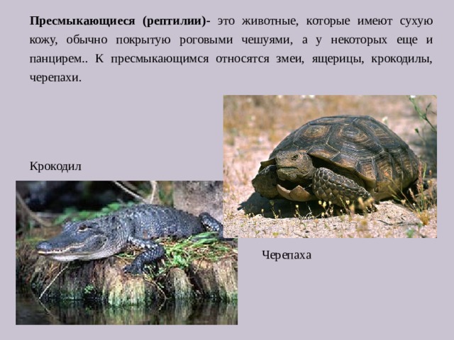 Пресмыкающиеся (рептилии)- это животные, которые имеют сухую кожу, обычно покрытую роговыми чешуями, а у некоторых еще и панцирем.. К пресмыкающимся относятся змеи, ящерицы, крокодилы, черепахи. Крокодил  Черепаха 