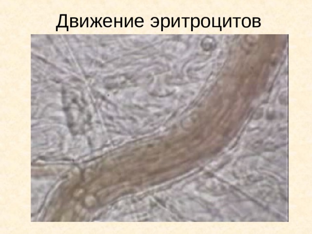 Движение эритроцитов 
