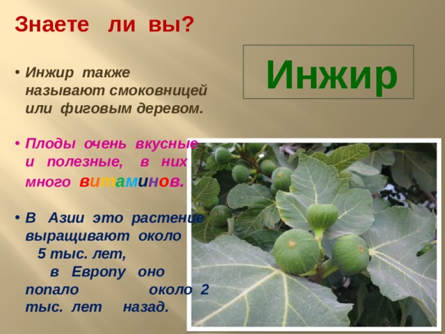 Знаете ли вы?  Инжир также называют смоковницей или фиговым деревом.  Плоды очень вкусные и полезные, в них много в и т а м и н о в.  В Азии это растение выращивают около 5 тыс. лет, в Европу оно попало около 2 тыс. лет назад. Инжир 