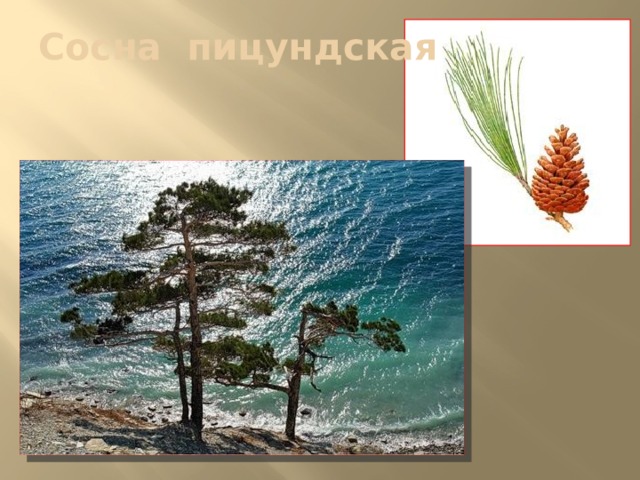 Сосна пицундская 