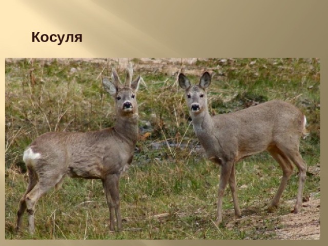 Косуля  