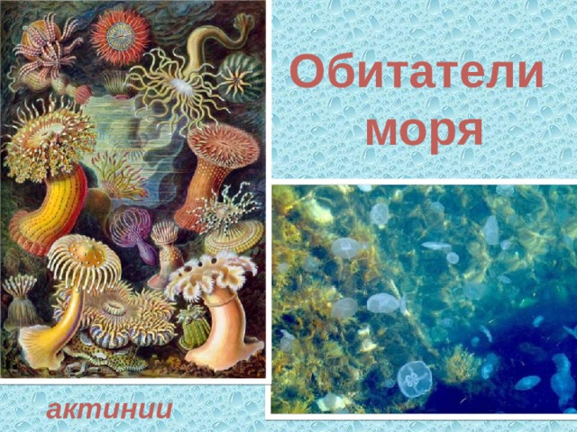 Обитатели моря актинии 