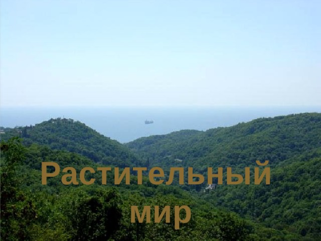 Растительный мир 