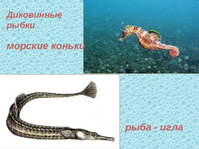 Диковинные рыбки  морские коньки рыба - игла 