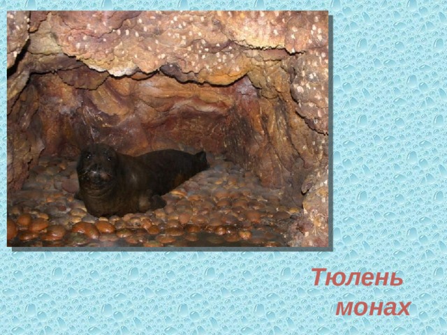 Тюлень монах 