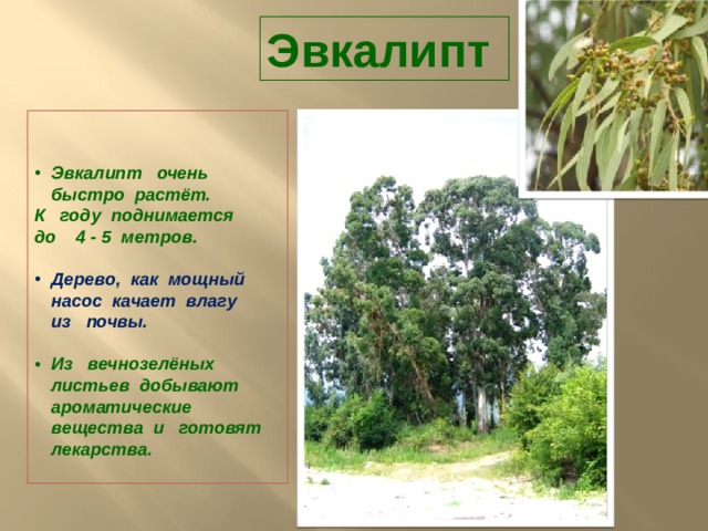 Эвкалипт    Эвкалипт очень быстро растёт. К году поднимается до 4 - 5 метров. Дерево, как мощный насос качает влагу из почвы. Из вечнозелёных листьев добывают ароматические вещества и готовят лекарства. 