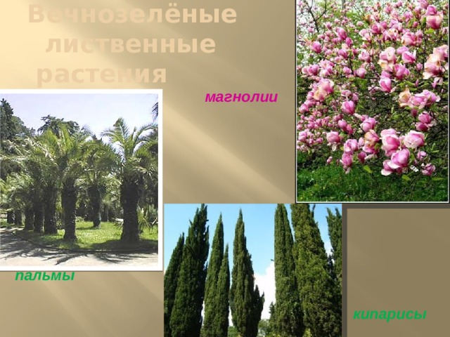 Вечнозелёные  лиственные  растения   магнолии пальмы кипарисы 