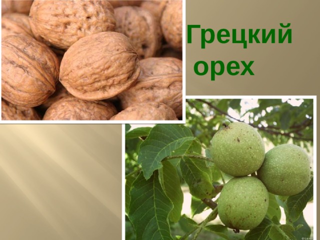 Грецкий  орех 