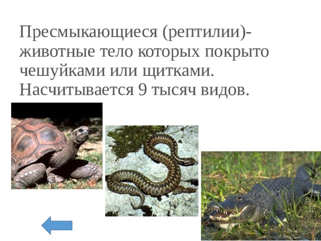 Пресмыкающиеся (рептилии)-животные тело которых покрыто чешуйками или щитками. Насчитывается 9 тысяч видов. 