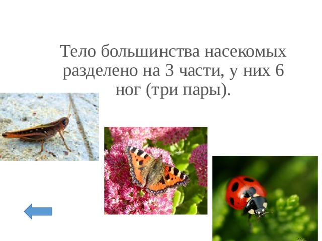 Тело большинства насекомых разделено на 3 части, у них 6 ног (три пары).   