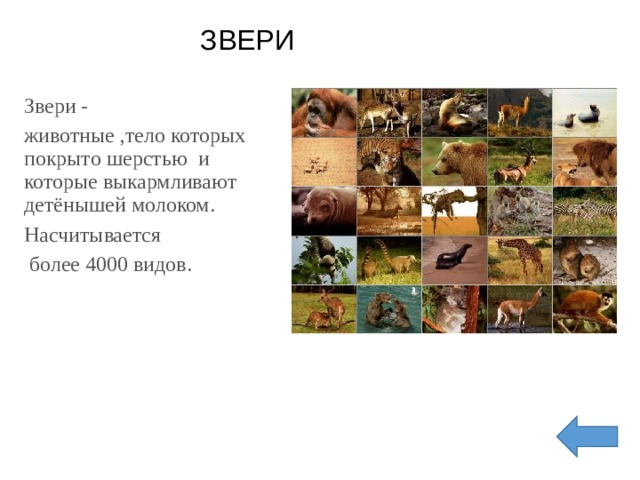 ЗВЕРИ Звери - животные ,тело которых покрыто шерстью и которые выкармливают детёнышей молоком. Насчитывается  более 4000 видов. 
