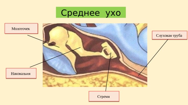 Среднее ухо Молоточек Слуховая труба Наковальня Стремя 