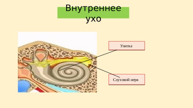 Внутреннее ухо Улитка Слуховой нерв 