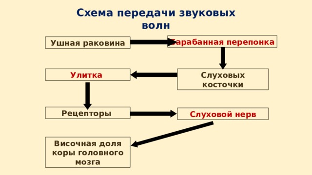Схема передачи звуковых волн Барабанная перепонка Ушная раковина Слуховых косточки Улитка Рецепторы Слуховой нерв Височная доля коры головного мозга 