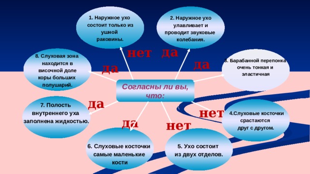 1. Наружное ухо 2. Наружное ухо  улавливает и состоит только из ушной проводит звуковые колебания. раковины.   да нет  8. Слуховая зона находится в  височной доле коры больших полушарий. 3. Барабанной перепонка очень тонкая и эластичная да да Согласны ли вы, что: да 7. Полость внутреннего уха заполнена жидкостью.   4.Слуховые косточки срастаются друг с другом.  нет да нет  6. Слуховые косточки самые маленькие кости  5. Ухо состоит из двух отделов.  