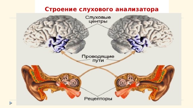 Строение слухового анализатора  
