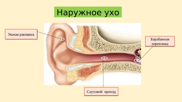 Наружное ухо Ушная раковина Барабанная перепонка Слуховой проход 