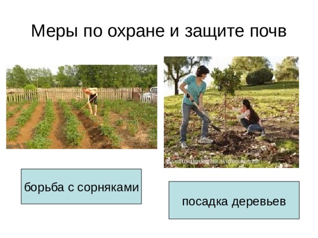Меры по охране и защите почв борьба с сорняками посадка деревьев 