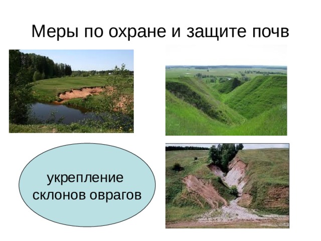 Меры по охране и защите почв укрепление склонов оврагов 