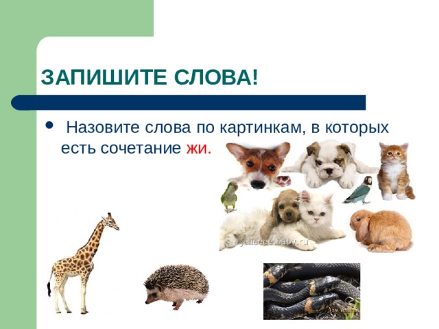  Назовите слова по картинкам, в которых есть сочетание жи. 