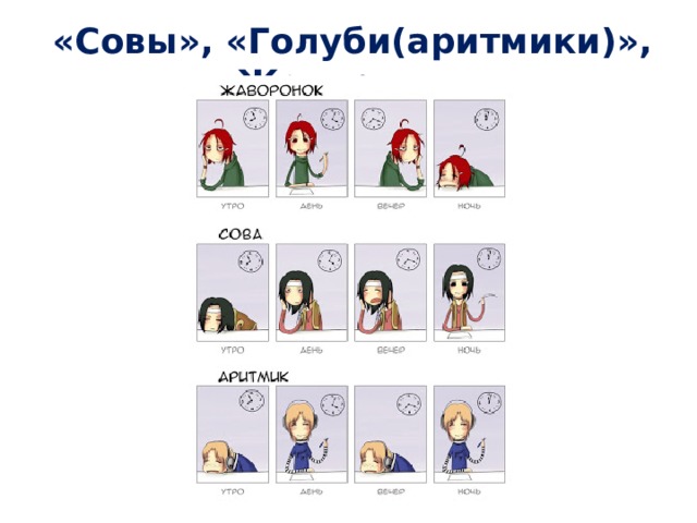 «Совы», «Голуби(аритмики)», «Жаворонки» 