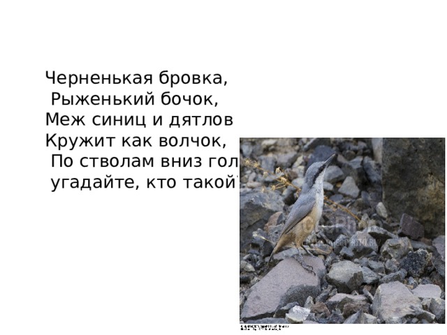 Черненькая бровка,  Рыженький бочок, Меж синиц и дятлов Кружит как волчок,  По стволам вниз головой –  угадайте, кто такой? 