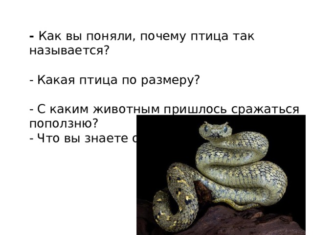 - Как вы поняли, почему птица так называется?   - Какая птица по размеру?   - С каким животным пришлось сражаться поползню? - Что вы знаете о гюрзе? 