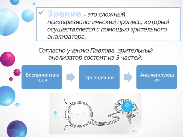 Зрение   – это сложный психофизиологический процесс, который осуществляется с помощью зрительного анализатора. Согласно учению Павлова, зрительный анализатор состоит из 3 частей: Воспринимающая Проводящая Анализирующая 