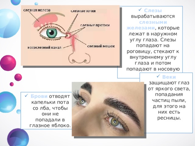 Слезы вырабатываются слезными железами , которые лежат в наружном углу глаза. Слезы попадают на роговицу, стекают к внутреннему углу глаза и потом попадают в носовую полость. Веки защищают глаз от яркого света, попадания частиц пыли, для этого на них есть ресницы. Брови отводят капельки пота со лба, чтобы они не попадали в глазное яблоко. 