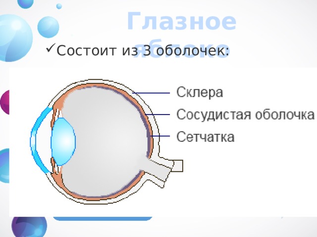 Глазное яблоко Состоит из 3 оболочек:  Верхняя, белочная  Верхняя, белочная Склера Обеспечивает защиту и форму Обеспечивает защиту и форму Питает глаз Содержит темный пигмент, поглощающий избыток света Питает глаз Содержит темный пигмент, поглощающий избыток света Сосудистая оболочка содержит фоторецепторы, которые преобразуют свет в нервный импульс. содержит фоторецепторы, которые преобразуют свет в нервный импульс. Сетчатка 