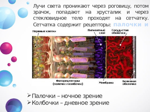 Лучи света проникают через роговицу, потом зрачок, попадают на хрусталик и через стекловидное тело проходят на сетчатку. Сетчатка содержит рецепторы: палочки и колбочки . Палочки – ночное зрение Колбочки – дневное зрение 