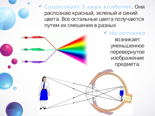 Существует 3 вида колбочек . Они распознаю красный, зеленый и синий цвета. Все остальные цвета получаются путем их смешения в разных концентрациях. На сетчатке возникает уменьшенное перевернутое изображение предмета. 