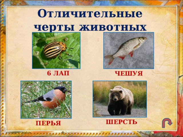 Отличительные черты животных 6 ЛАП ЧЕШУЯ ШЕРСТЬ ПЕРЬЯ