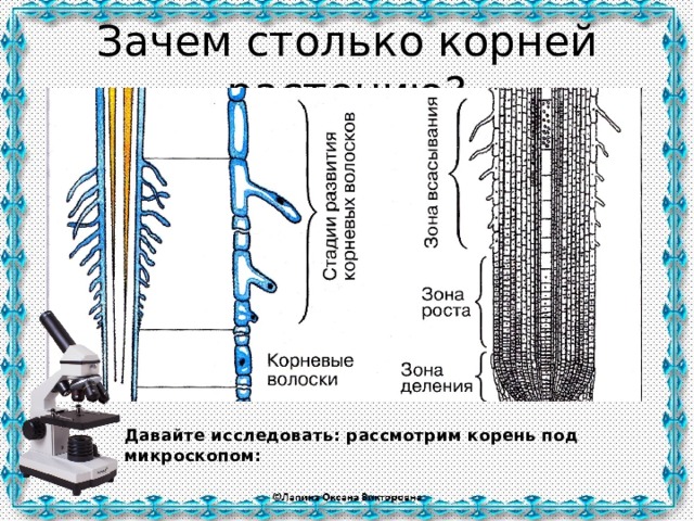 Зачем столько корней растению? Давайте исследовать: рассмотрим корень под микроскопом: 